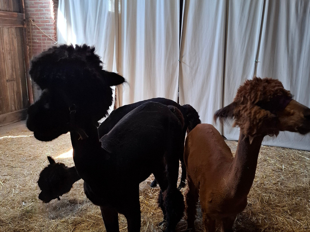Alpacaervaringen Hoeve Larenburg-Koudekerke必去景点