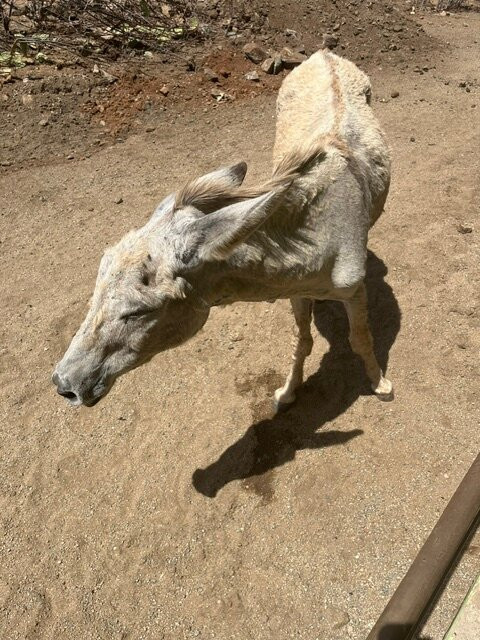 Donkey Sanctuary Aruba-Santa Cruz必去景点