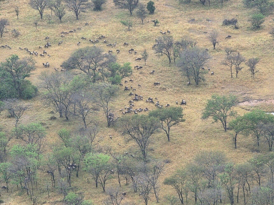 Adventures Aloft Balloon Safari Tanzania-Ikoma必去景点