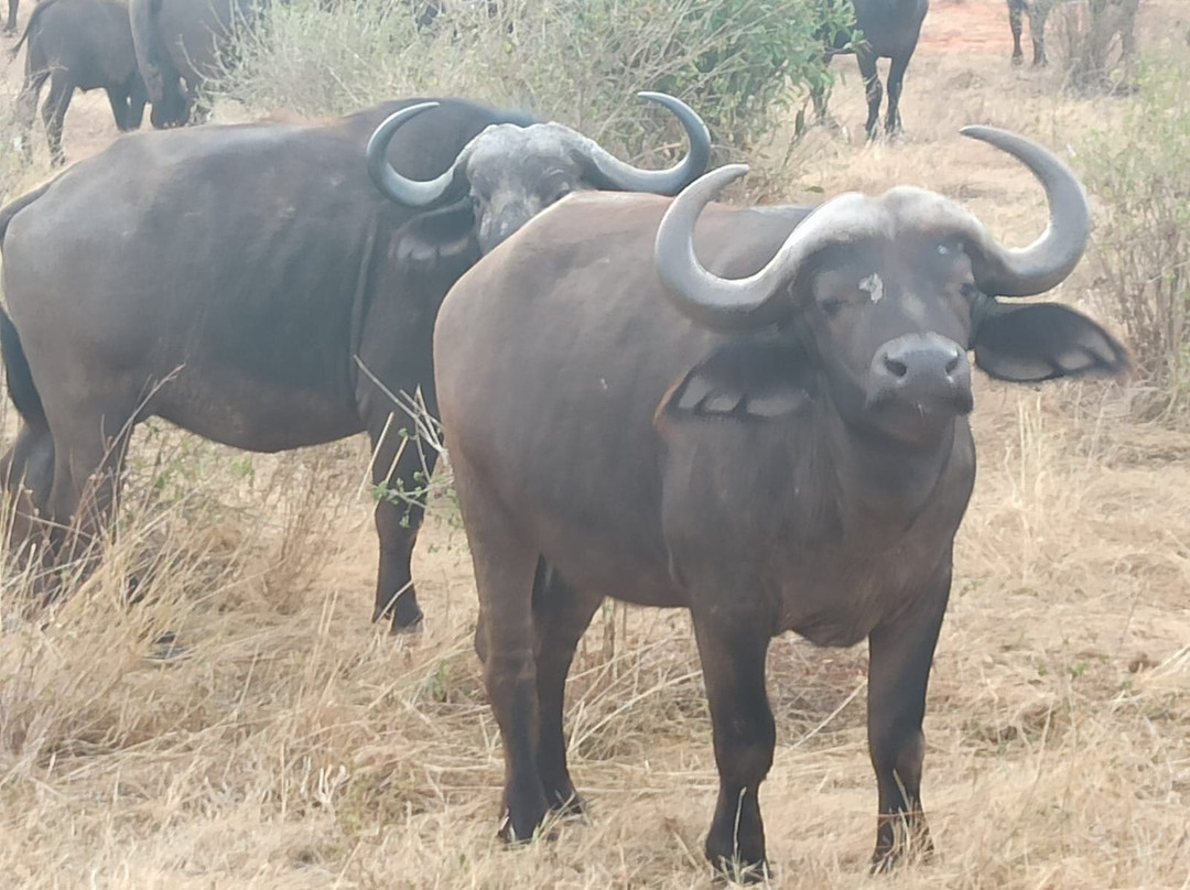 Watamu Diego Safari Day Tours-瓦塔木必去景点
