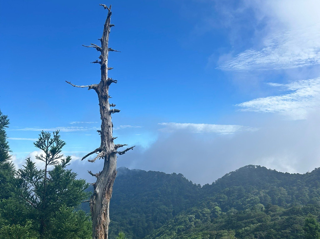 Yaksushima Trecking, Jomon Japanese Cedar Course-屋久岛町必去景点