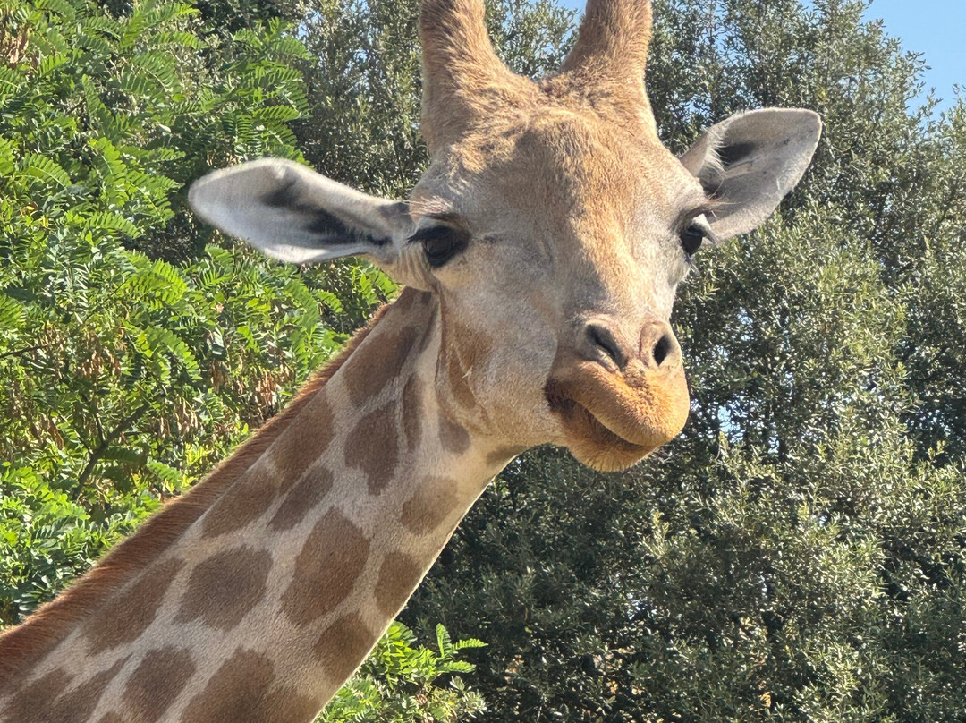 Zoo African Safari-Plaisance-du-Touch必去景点