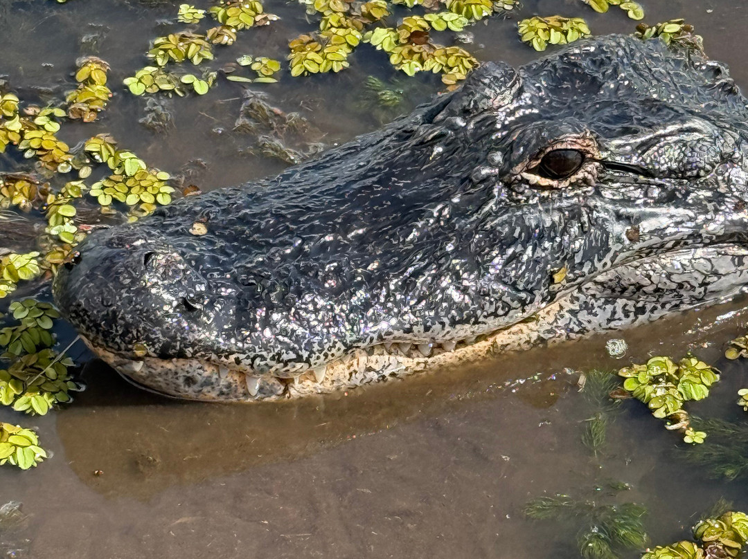 New Orleans Airboat Tours-Marrero必去景点