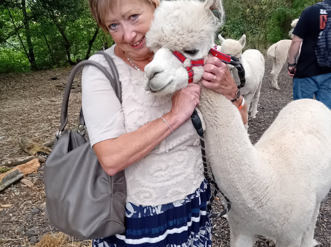 Charnwood Forest Alpacas-Boundary必去景点