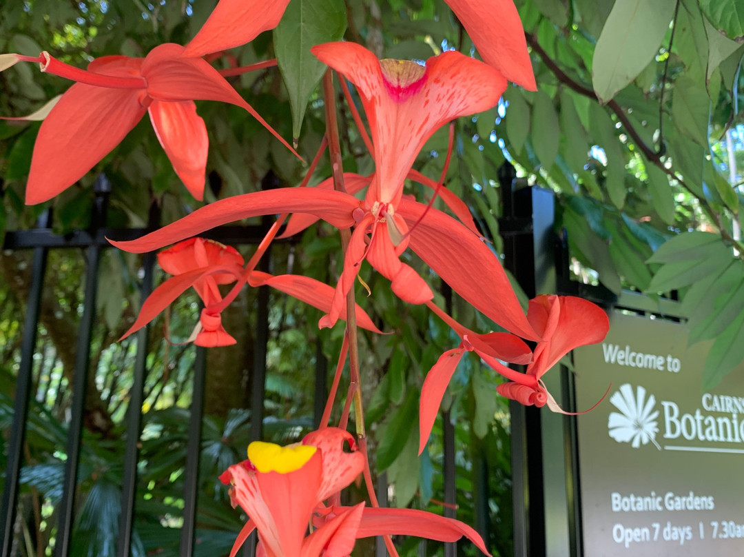 Cairns Botanical Gardens-凯恩斯地区必去景点
