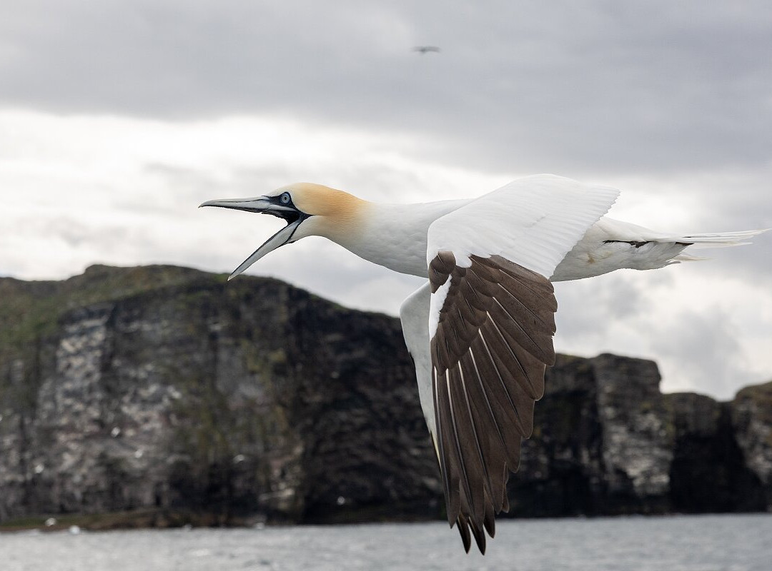 Shetland Seabird Tours - The Noss Boat-Lerwick必去景点