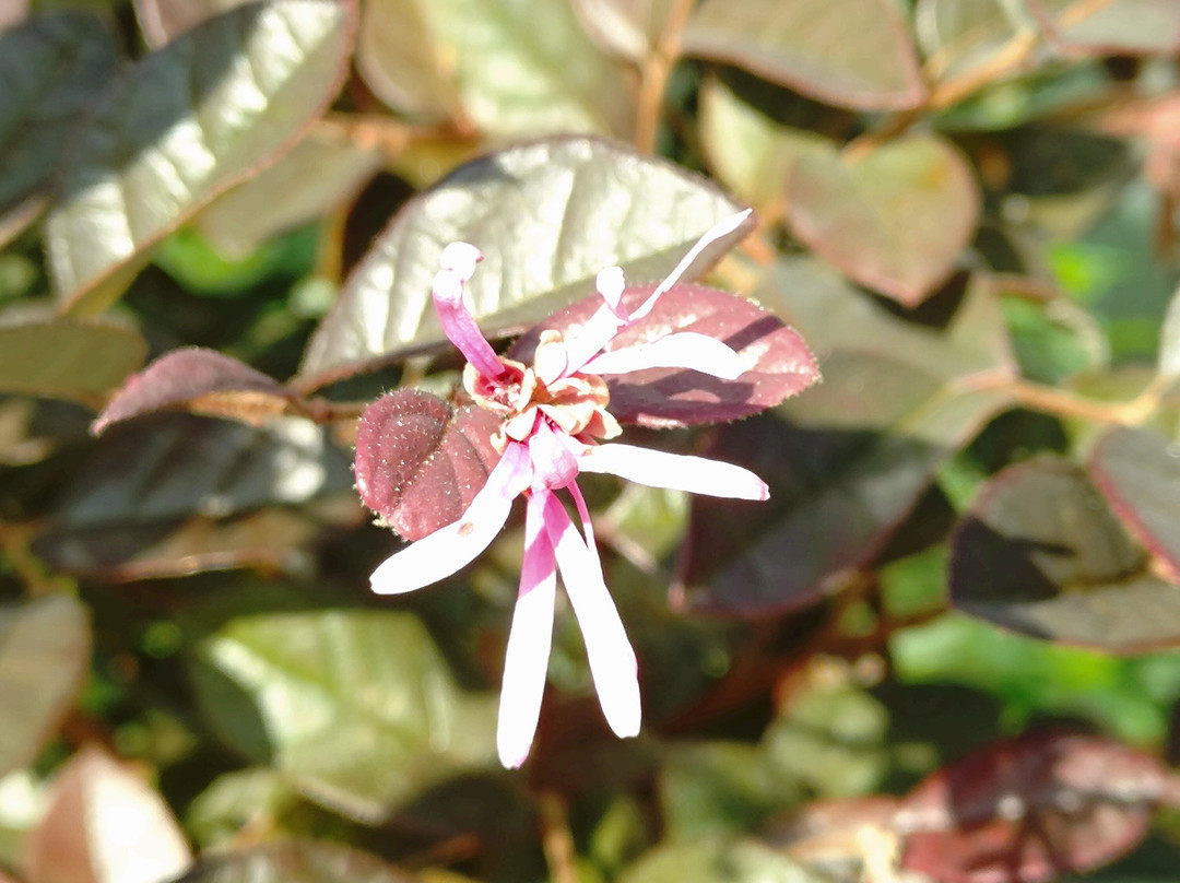 Eric Young Orchid Foundation-Trinity必去景点