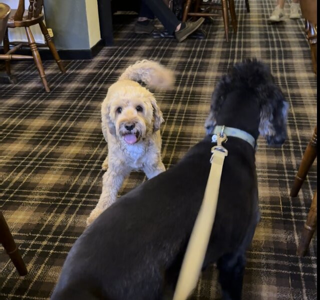 Stanhope Arms