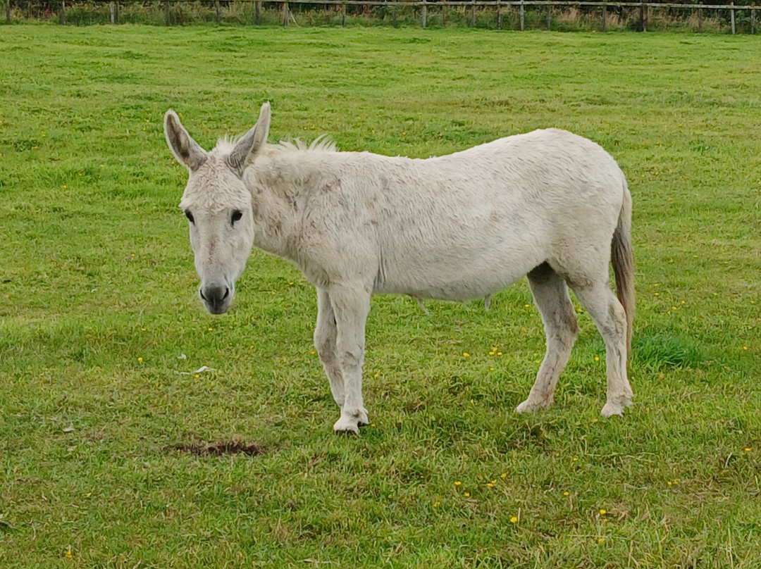 Donegal Donkey Sanctuary-Raphoe必去景点