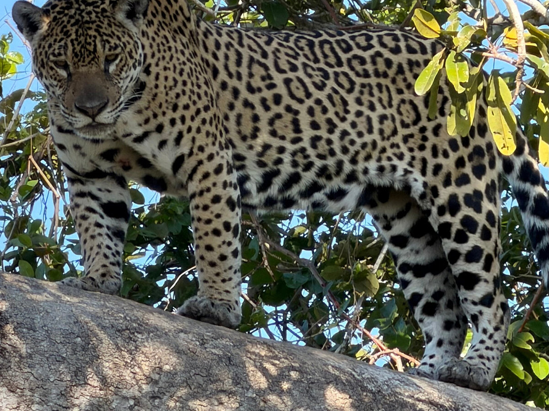 Jaguar Photo Expeditions-Varzea Grande必去景点