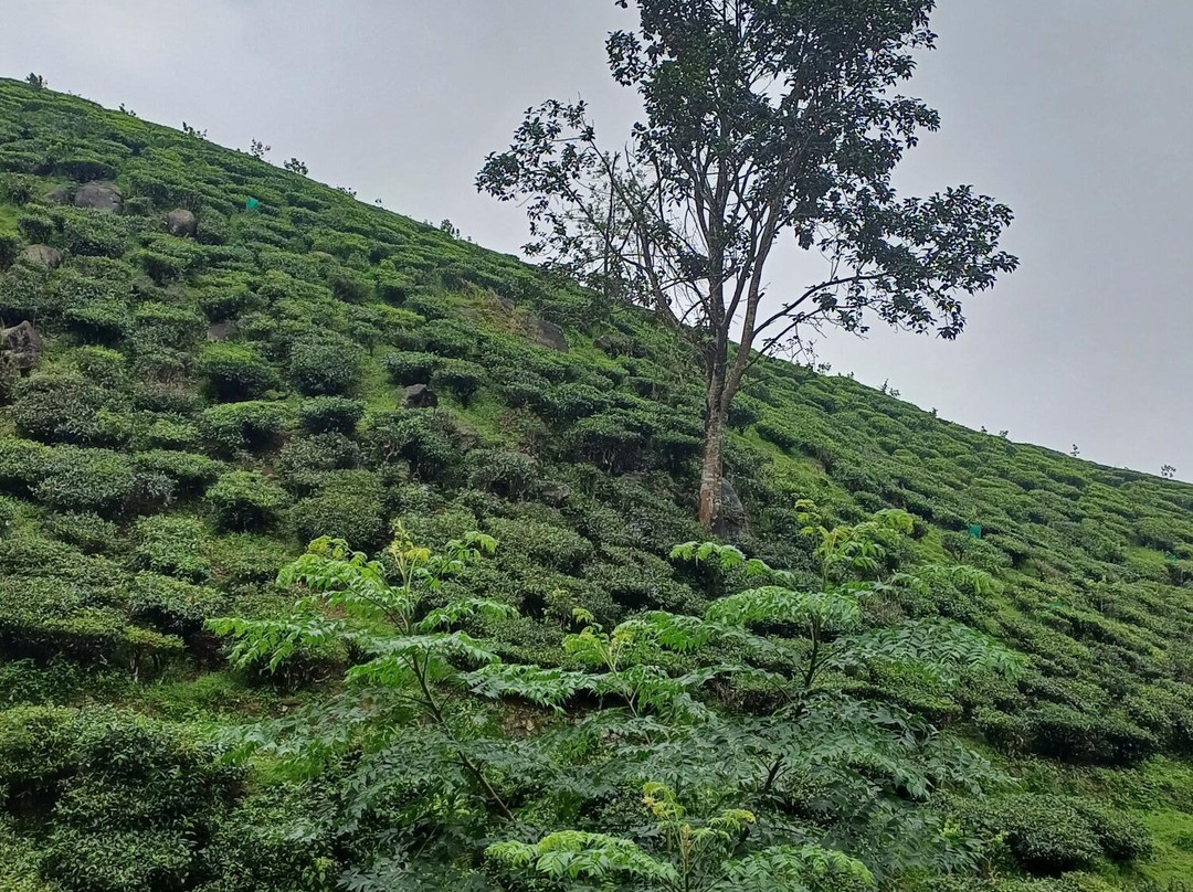 Paradise Holidays-柯钦必去景点