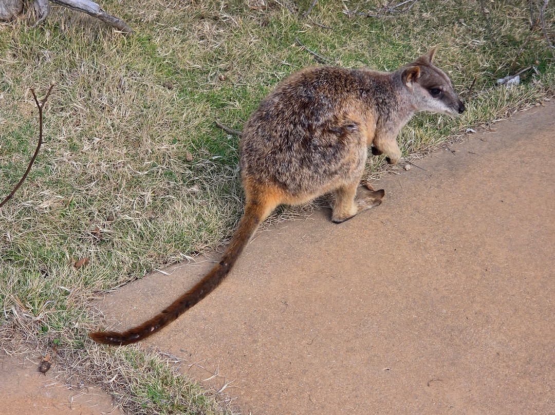 Magnetic Island Tours-Nelly Bay必去景点