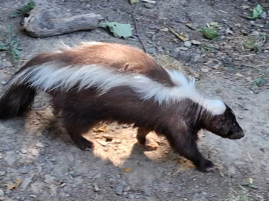 Parc Animalier De Sainte-croix-Rhodes必去景点