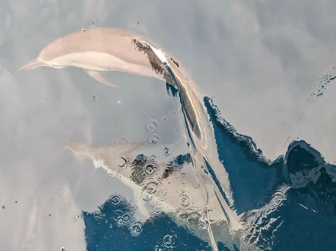Blue Wave Ifuru By Dive Butler At Ifuru Island Maldives-Ifuru必去景点