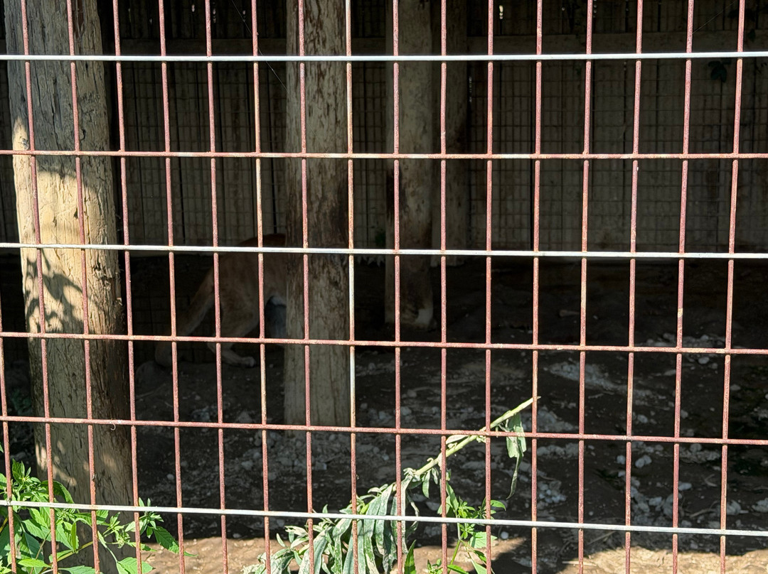 Critter Country Exotic Animals-Smithton必去景点