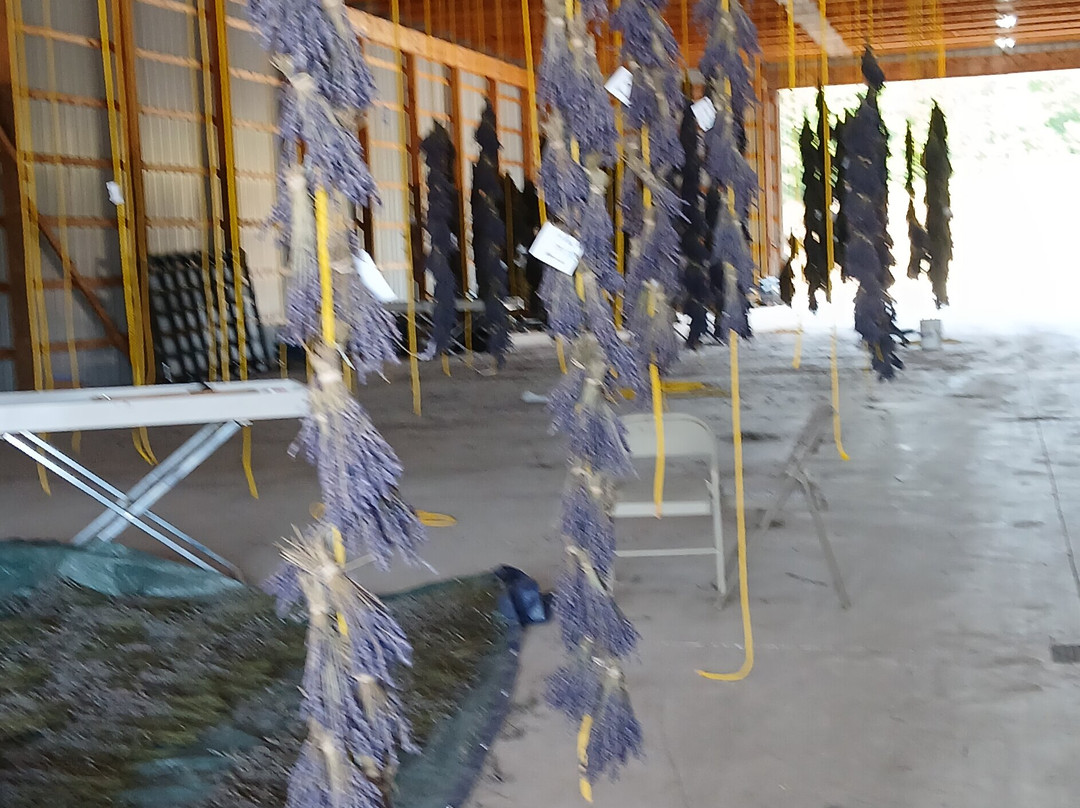 Lavender Hill Farm-Boyne City必去景点