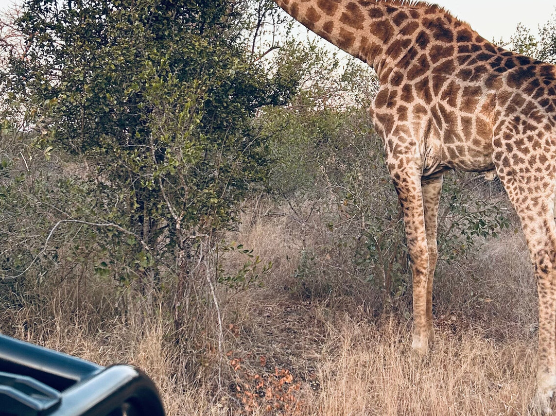 The Kruger Safari Co.-司库库札必去景点
