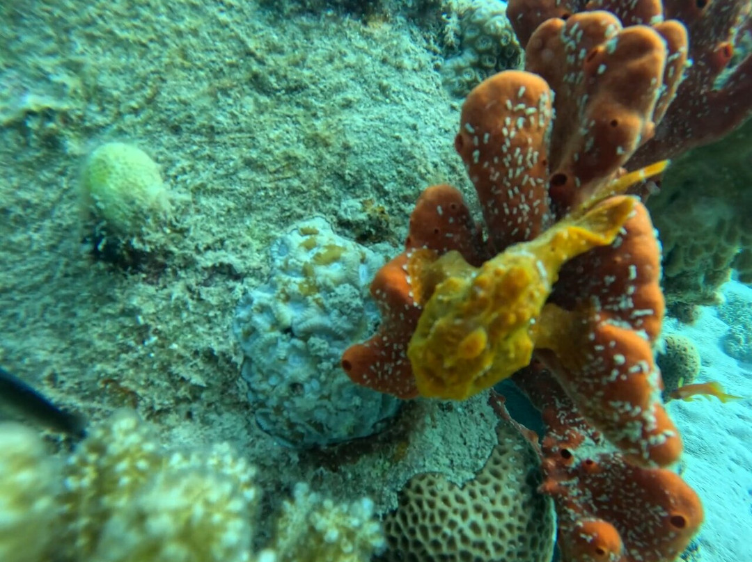 iDive Diving Centre-马卡迪湾必去景点