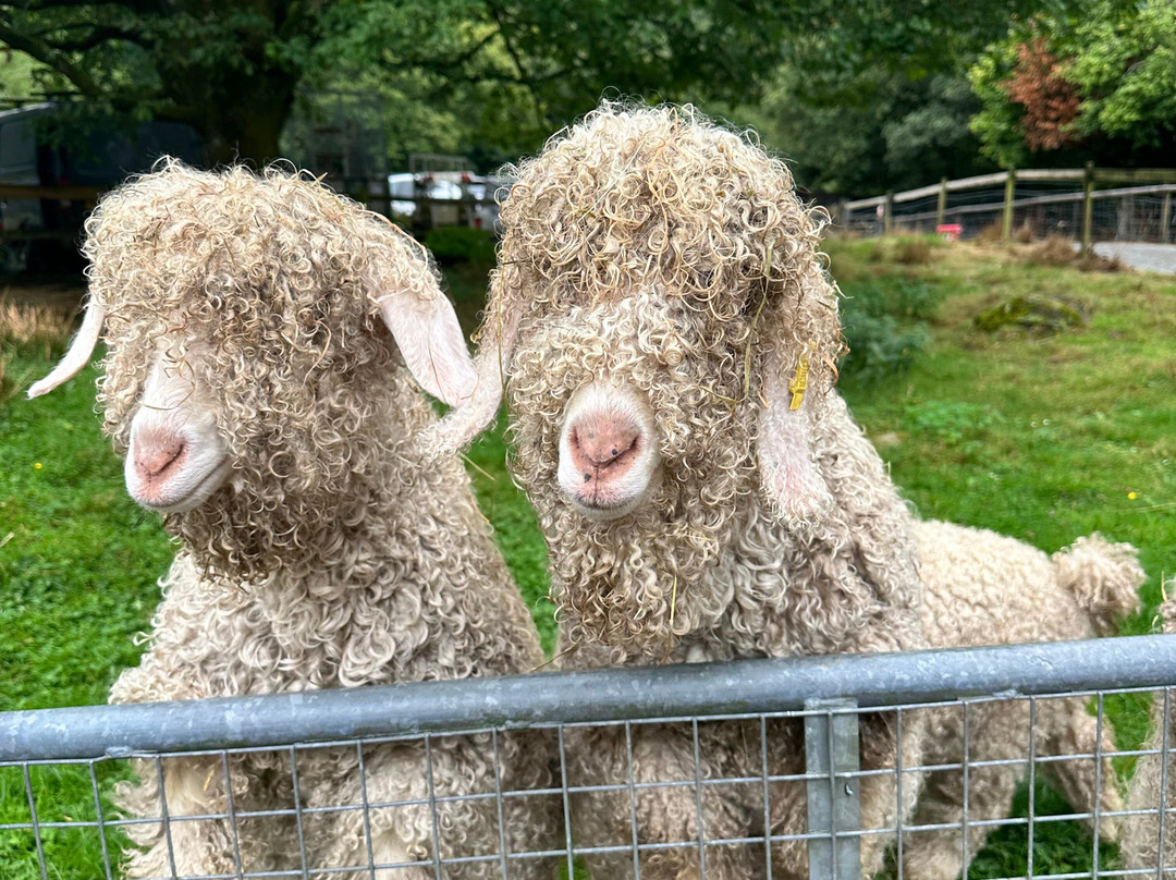 Snowdonia Alpacas-Gellilydan必去景点