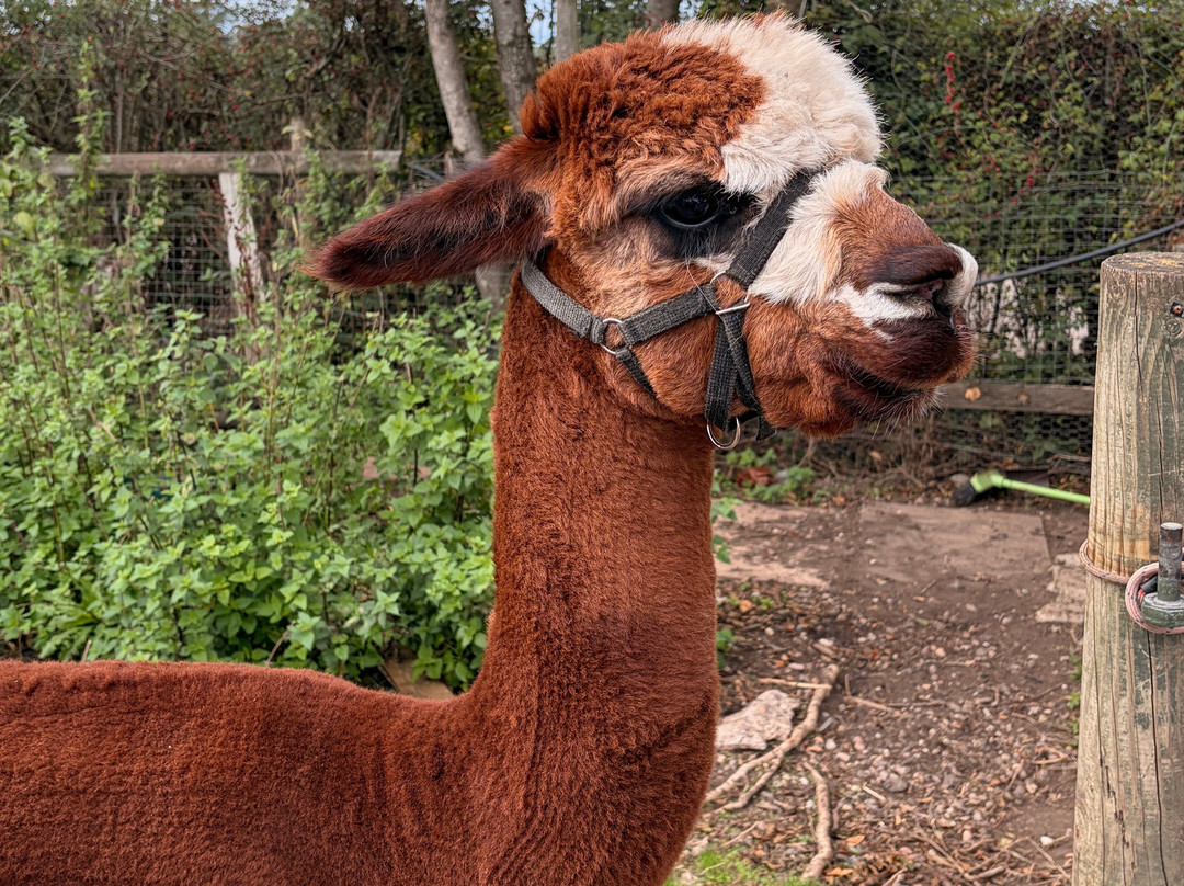 Lucky Tails Alpaca Farm-Atherstone必去景点