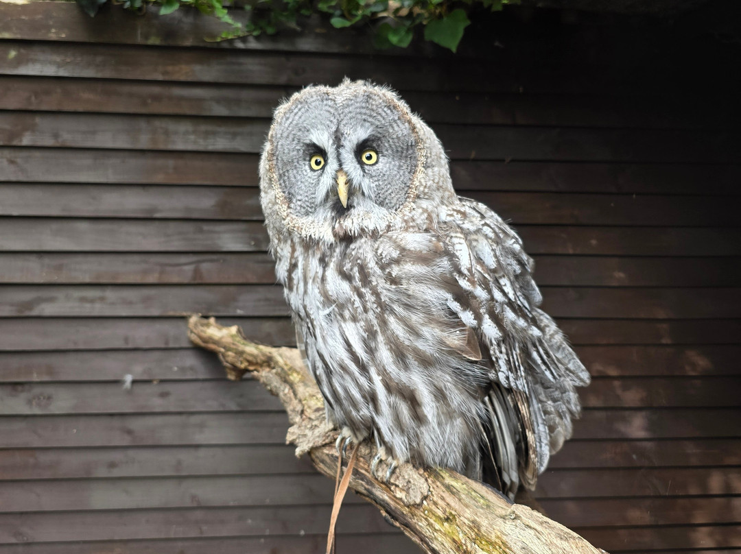 West Sussex Falconry-Compton必去景点
