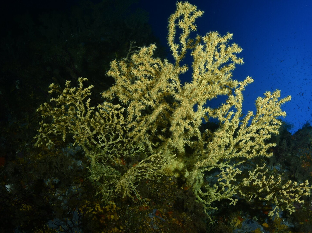 Diving Santa Teresa Gallura-圣特雷莎加卢拉必去景点