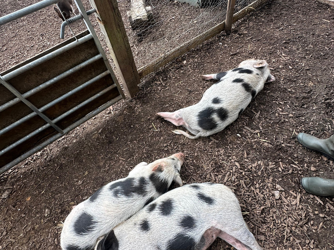 Kew Little Pigs Farm Ltd-Amersham必去景点