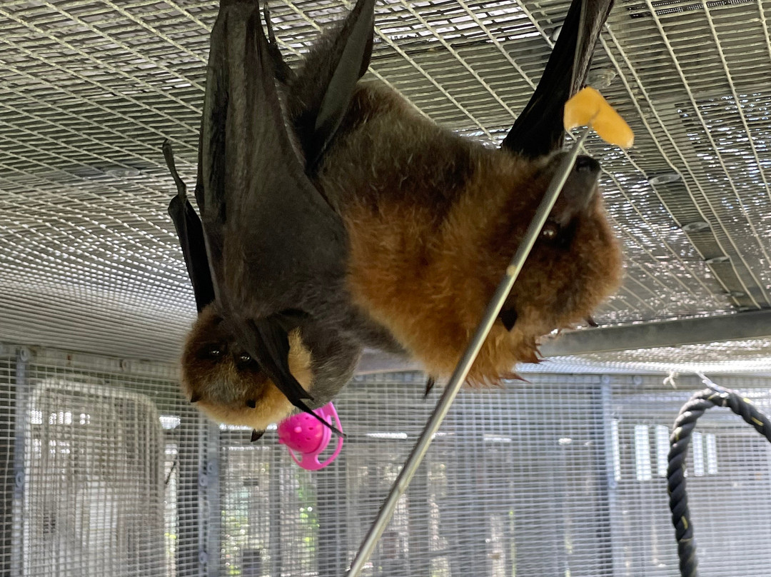 Lubee Bat Conservancy-盖恩斯维尔必去景点