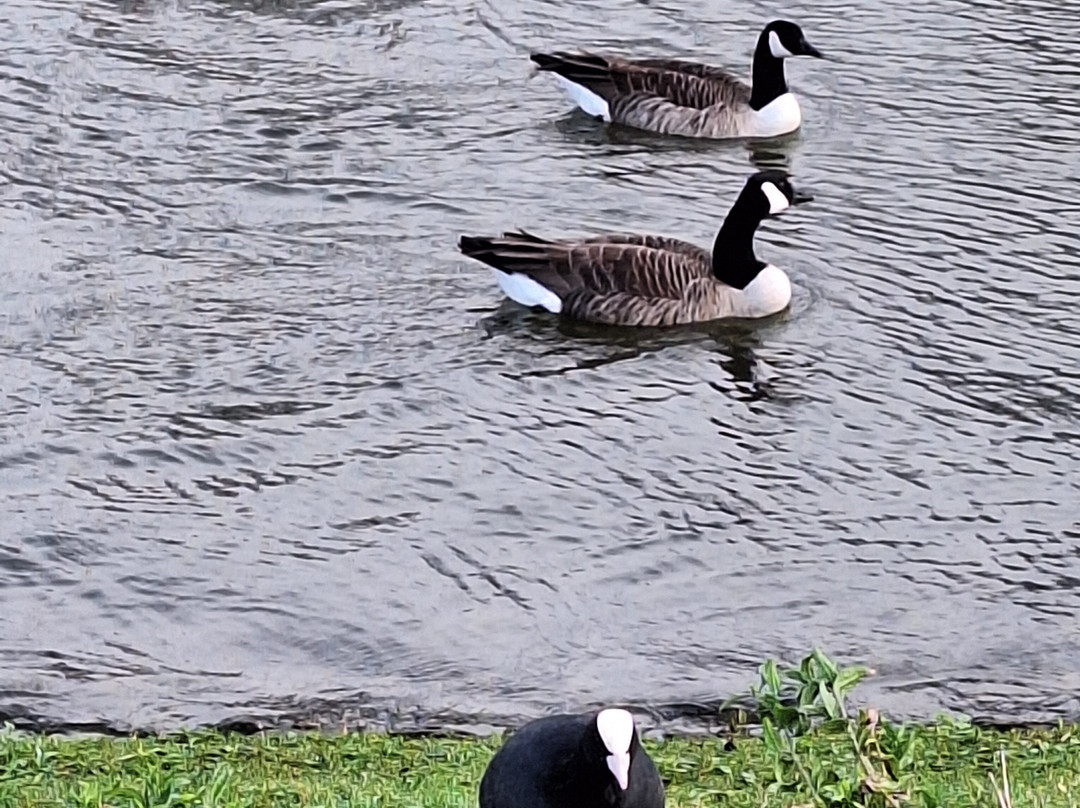 Walthamstow Wetlands-伦敦必去景点