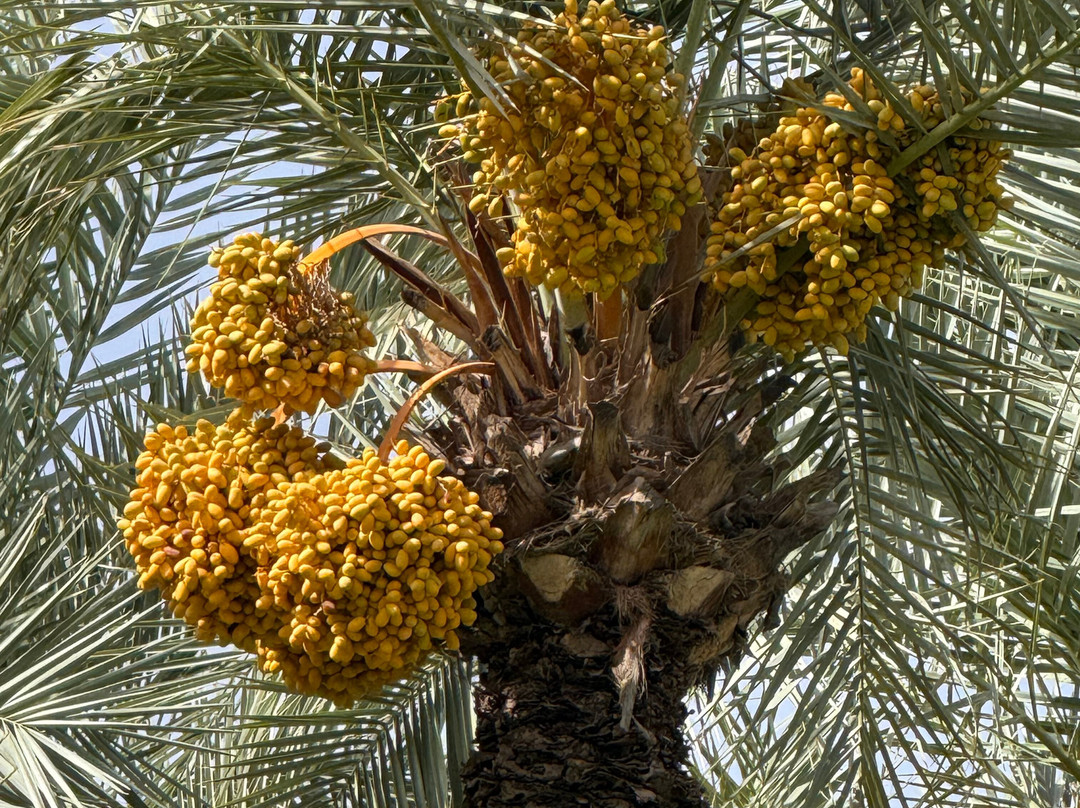 Club Med Marrakech la Palmeraie主图