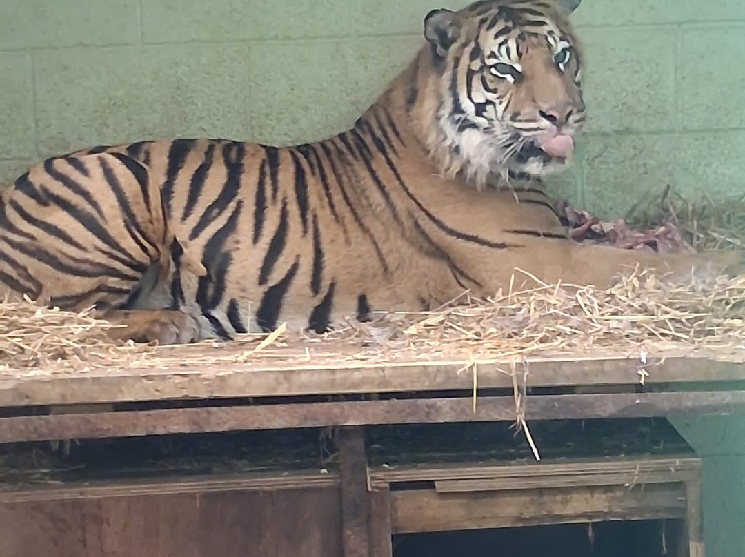 Welsh Mountain Zoo-科尔温湾必去景点