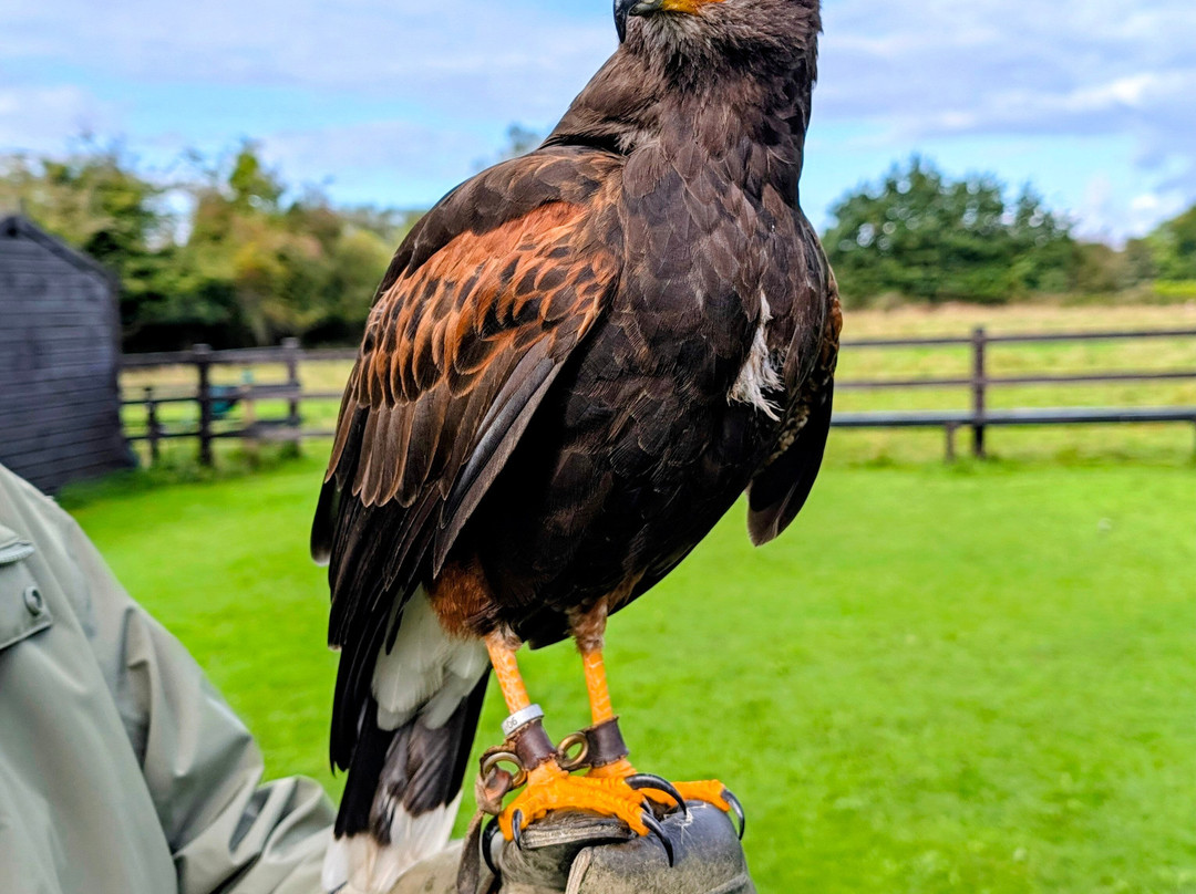 Falconry Kerry-基拉尼必去景点