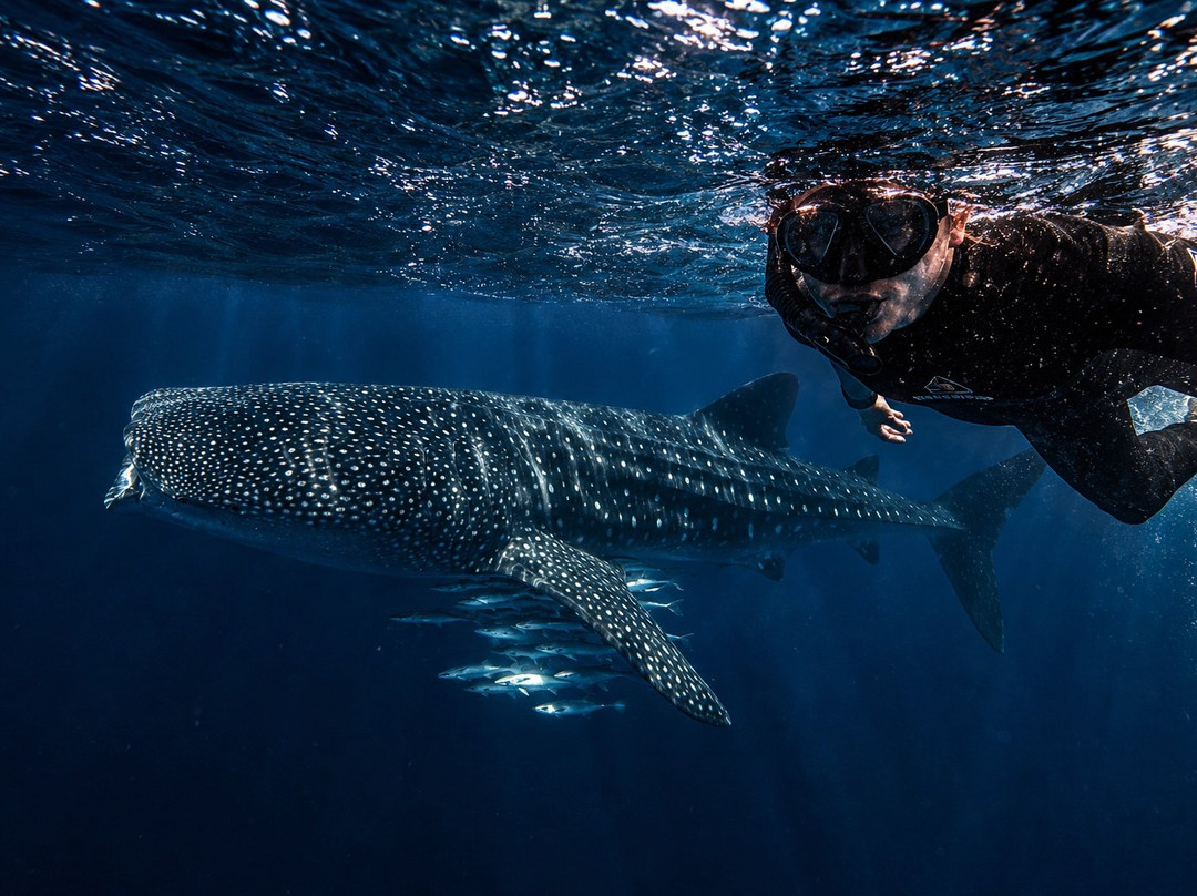 Ningaloo Whaleshark Swim-埃克斯茅斯必去景点