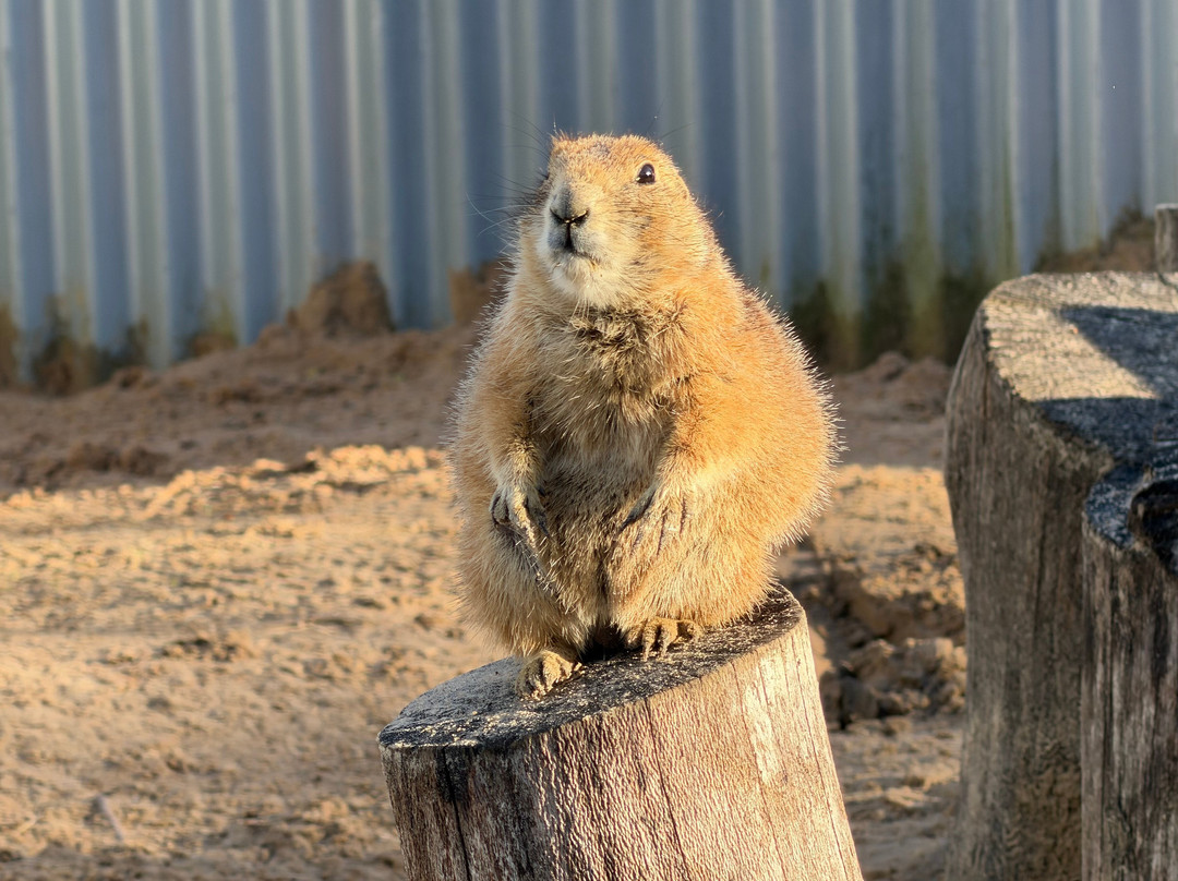 The Meadows Wildlife Park-卡菲利必去景点