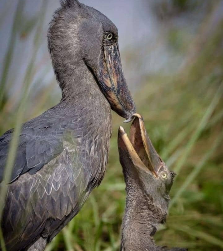 Mabamba Swamp shoebill Watching Entebbe-恩德培必去景点