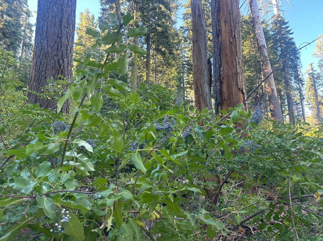 Tuolumne Grove of Giant Sequoias-优胜美地国家公园必去景点