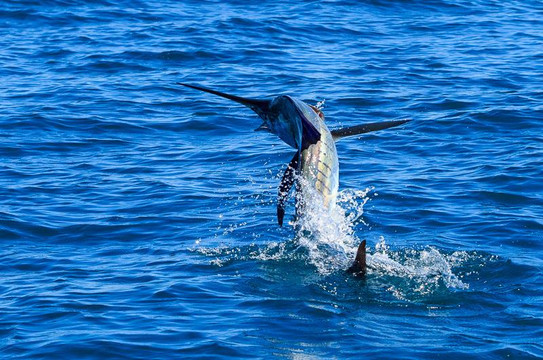 Broome Billfish Charters-布鲁姆必去景点