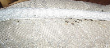 Best Western Okmulgee主图