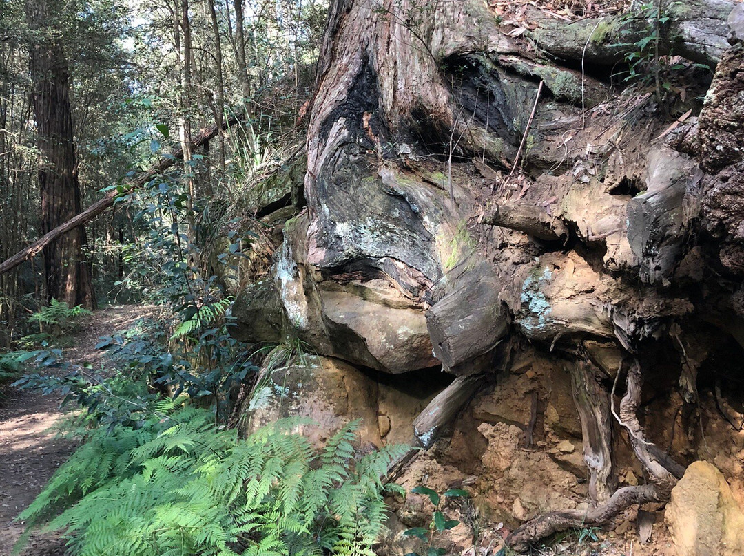 Valley Heights Fire Trail-Valley Heights必去景点