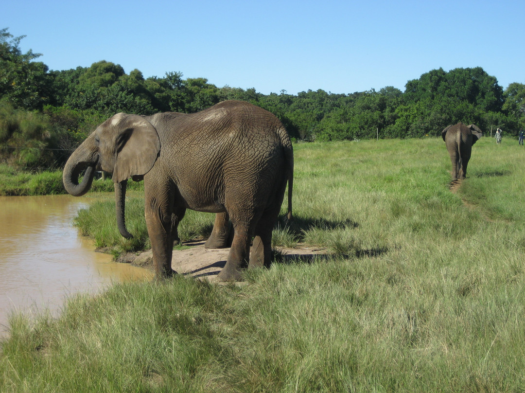 Elephant Sanctuary The Crags-The Crags必去景点