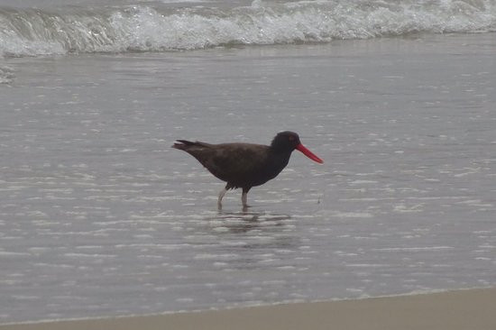 Humedal Laguna Conchali-Los Vilos必去景点