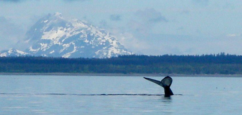 Glacier Wind Charters-胡纳必去景点