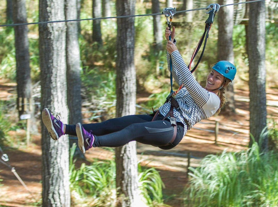 Tree Adventures