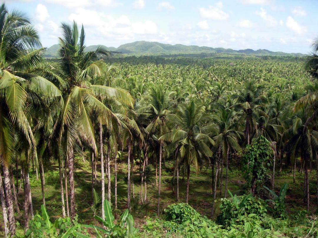 Coconut Trees View Deck景点图片