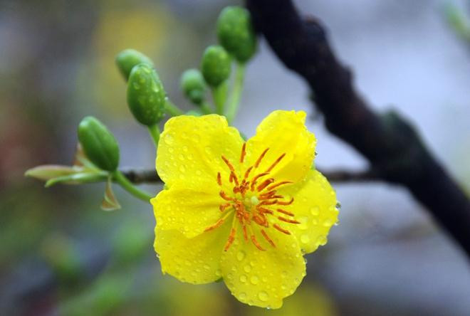 Countryside Charm Spa-会安必去景点