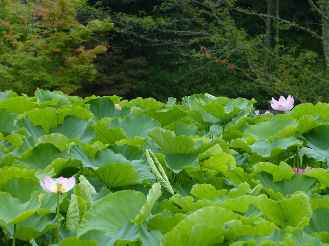 Seishinji Temple and Seishinji Park-三原市必去景点