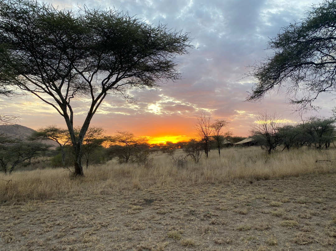 Serengeti Acacia Bliss Luxury Tented Camp