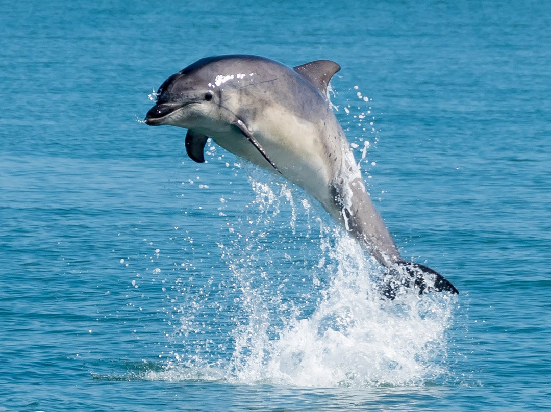 Dolphin Spotting Boat Trips景点图片