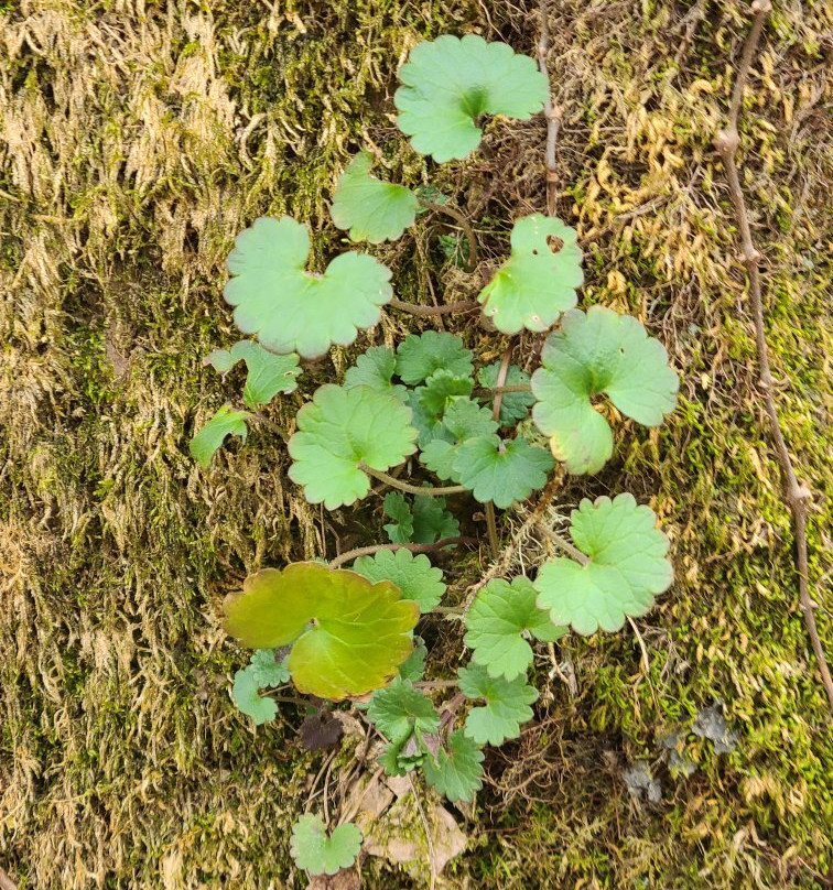 Pisgah National Forest景点图片