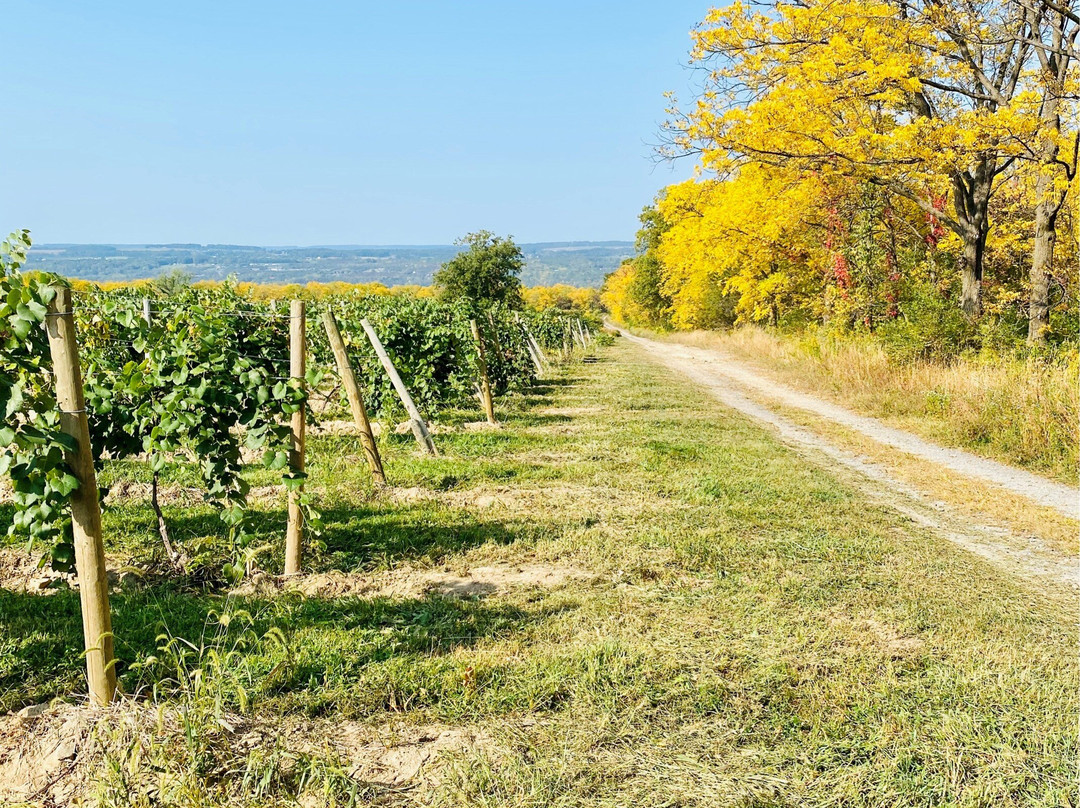 Bagley's Poplar Ridge Vineyards景点图片